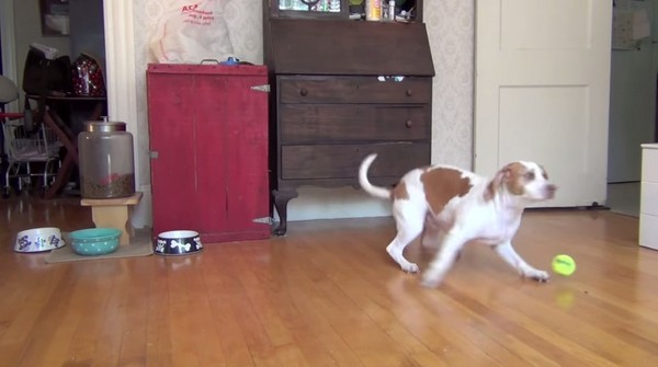 ����׼��100��Ƥ����Ϊ�������� ����һֻ�׸�³������