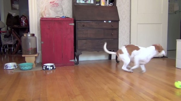 ����׼��100��Ƥ����Ϊ�������� ����һֻ�׸�³������