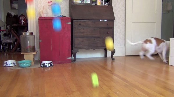 ����׼��100��Ƥ����Ϊ�������� ����һֻ�׸�³������