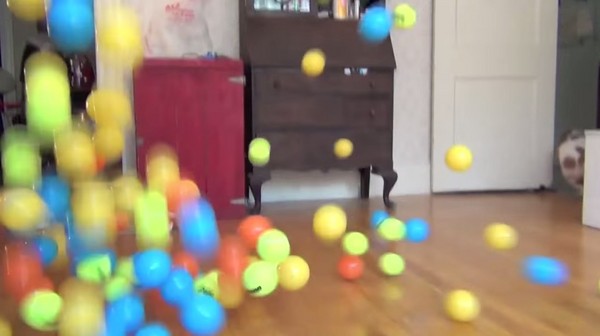 ����׼��100��Ƥ����Ϊ�������� ����һֻ�׸�³������