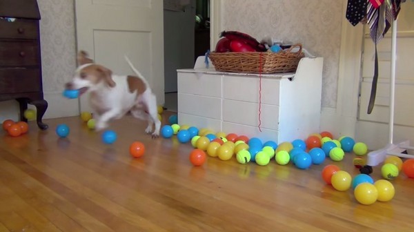 ����׼��100��Ƥ����Ϊ�������� ����һֻ�׸�³������