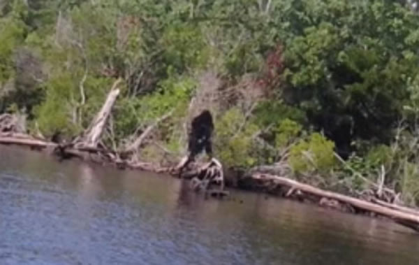 美国弗吉尼亚州男子钓鱼时拍摄到“大脚怪”