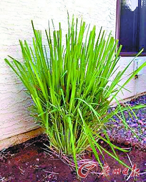 印刷墨内含香茅精 读者剧增30万