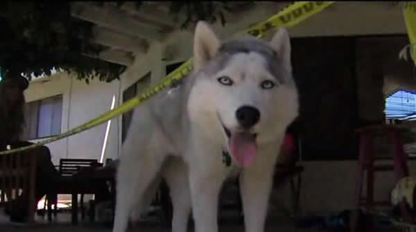 ��������С���ڳ���������ͷ�Ǵ�� ��Ϊ�����ڽ�����