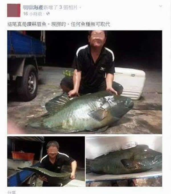 农委会公告1日起禁止捕杀龙王鲷(苏眉鱼),前一晚竟有屏东恒春镇海产店业者在脸书张贴与苏眉鱼合影照片,还大赞肉质鲜美。(取自业者脸书)