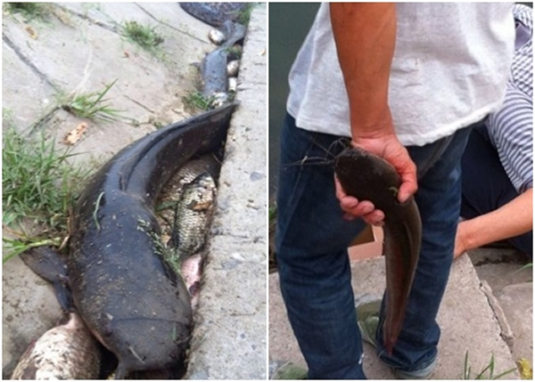 ����������ͨ�ݺ�˫�Ÿ�����Ⱥ���㼷�Ÿ���ˮ����������