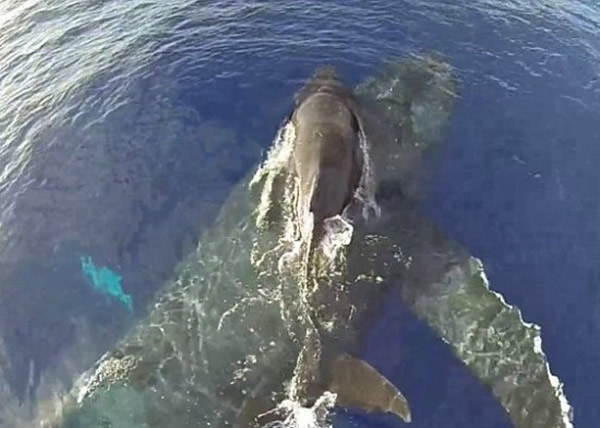 ������ë��������ˮ����ͷ�����豳�Ŷ����Ĵ���