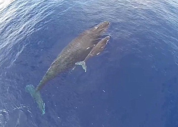 ������ë��������ˮ����ͷ�����豳�Ŷ����Ĵ���