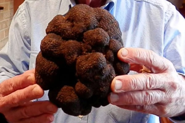 澳洲史上最大的松露在新南威尔斯省南部高地出土
