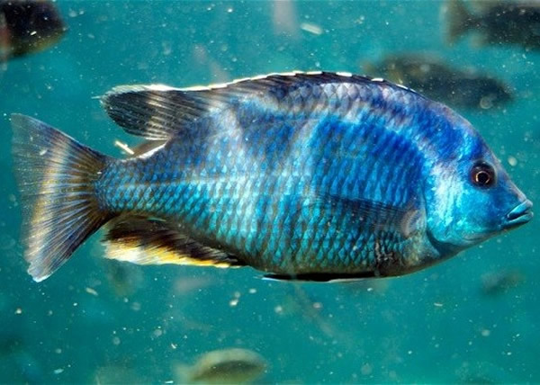 研究发现鱼类的记忆力极为惊人 12日前的觅食地点仍记得清楚