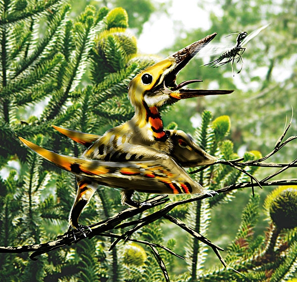 隐居森林翼龙(Nemicolopterus crypticus)