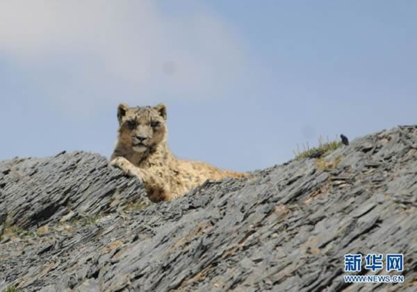 Ǽ�����Ҽ���Ȼ���������������㵽����һ����������ѩ��