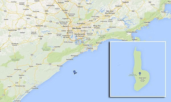 巴西蛇岛栖息着4000条世界最致命毒蛇