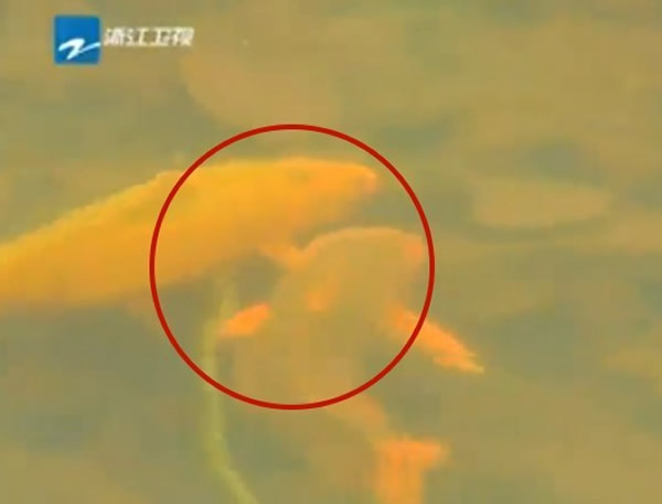 浙江省武义县一条小溪出现罕见场景:大锦鲤吃花蛇