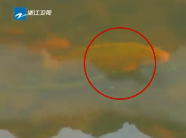 浙江省武义县一条小溪出现罕见场景:大锦鲤吃花蛇