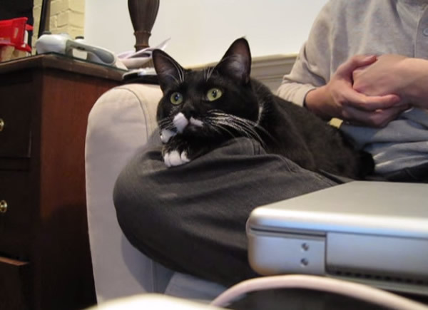 大猫咪在主人腿上看探索频道动物节目 46秒都没眨眼