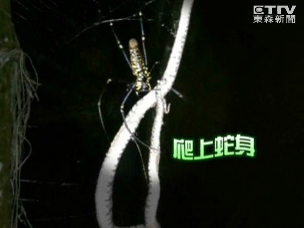 台湾人面蜘蛛吃蛇