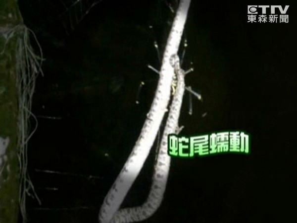 台湾人面蜘蛛吃蛇