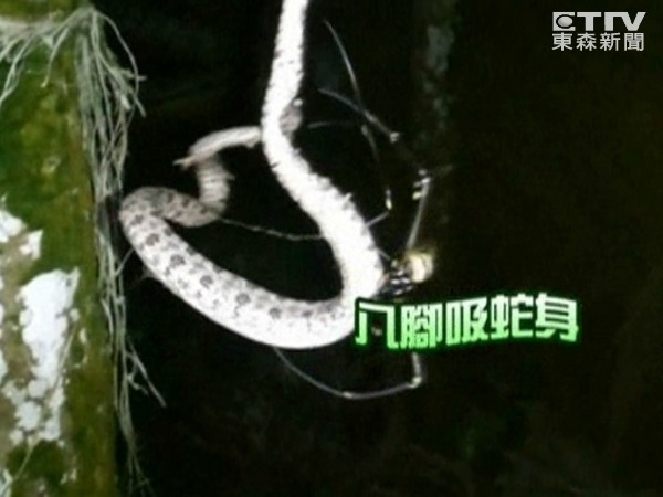 台湾人面蜘蛛吃蛇