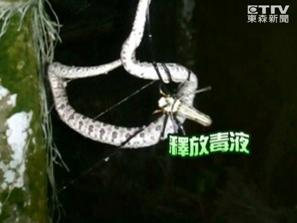台湾人面蜘蛛吃蛇