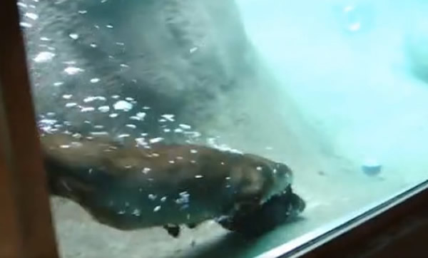 ����԰ˮ̡������ű�����ˮ��ѧ��Ӿ