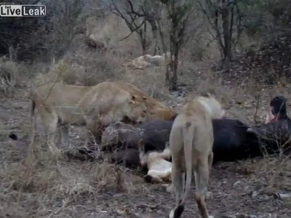 南非克鲁格国家公园小狮子吃水牛不慎头卡肛门拔不出