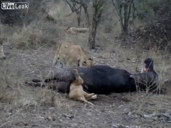 南非克鲁格国家公园小狮子吃水牛不慎头卡肛门拔不出