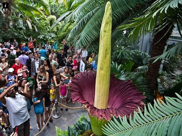 ����������ֲ��԰ʢ������ħ��