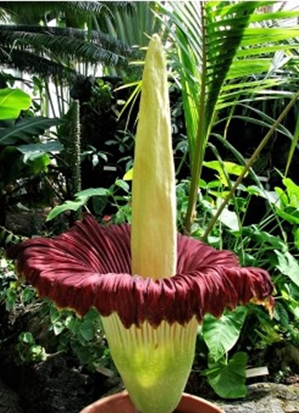 ����������ֲ��԰ʢ������ħ��