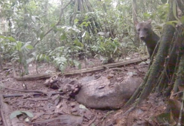 ����ѷ����������������ĵ�����С��Ȯ