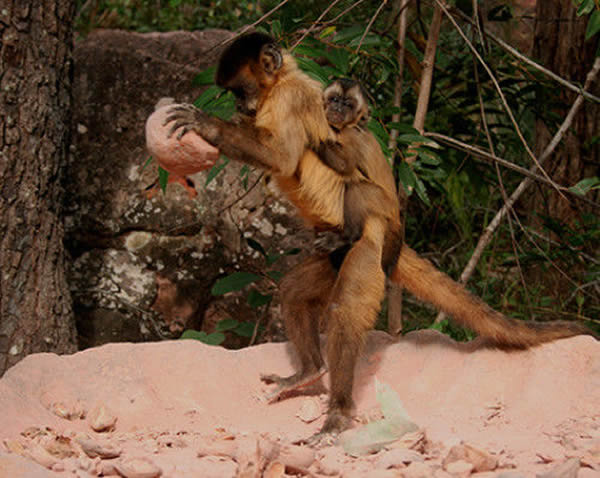成年雌性僧帽猴利用石器工具和砂岩砧骨撬开棕榈坚果