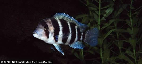 最新研究显示,非洲慈鲷记忆能力很强,能够记得12天之前水族箱进食位置。