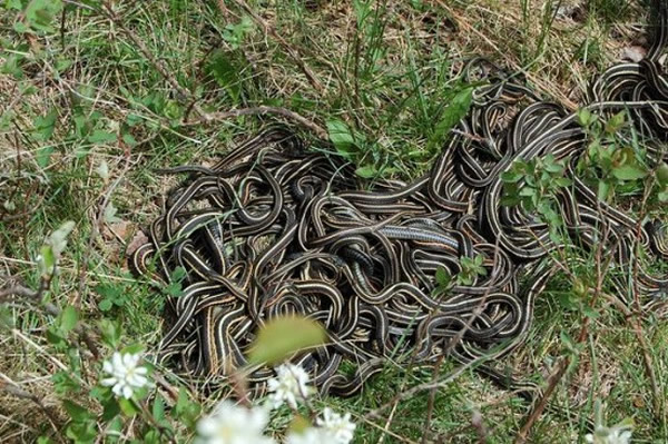 加拿大马尼托巴省纳西斯的蛇海