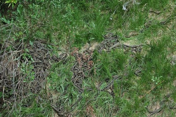 加拿大马尼托巴省纳西斯的蛇海