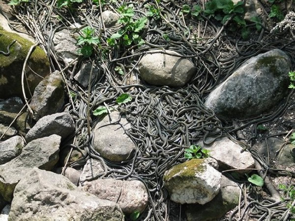 加拿大马尼托巴省纳西斯的蛇海