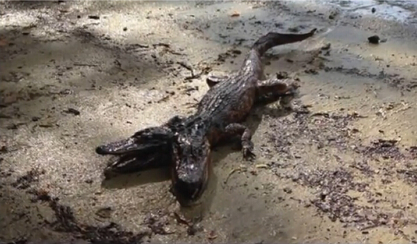 美国佛罗里达州河边发现一条双头短吻鳄?