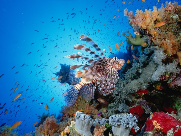 一条狮子鱼在红海的岩礁上方悠游。 Photograph by Chris Newbert, Minden Pictures/Corbis