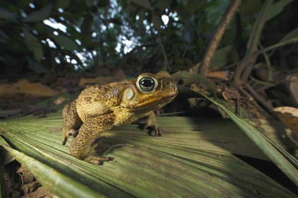海蟾蜍,2011年摄于哥伦比亚圣玛塔内华达山脉的原生栖地。 Photograph by Cyril Ruoso, JH Editorial/Minden Pic