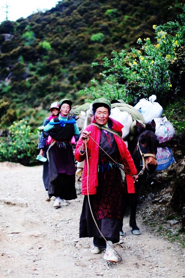 研究指藏人适应高原空气稀薄地区生活,要多得现已绝种的丹尼索瓦人提供的基因。