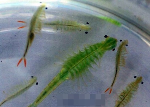 �Ĵ��ɶ�������ŮϺ