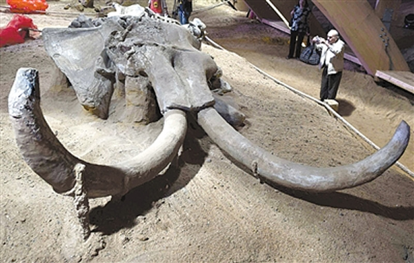 塞尔维亚科斯托拉茨猛犸象公园展出100万年前猛犸象化石