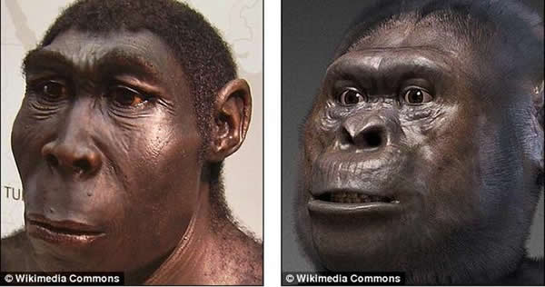 最新研究表明人类特征进化源自400万年前南猿祖先