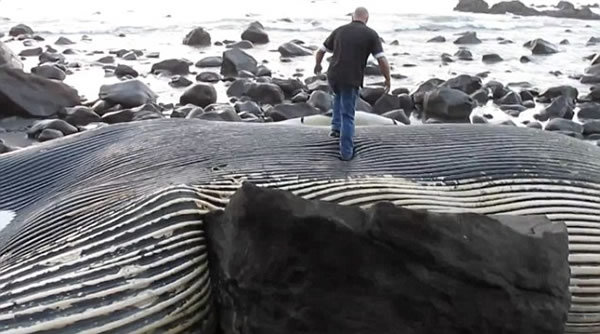 ������������������һͷ�ش�100�ֵ�����ʬ��