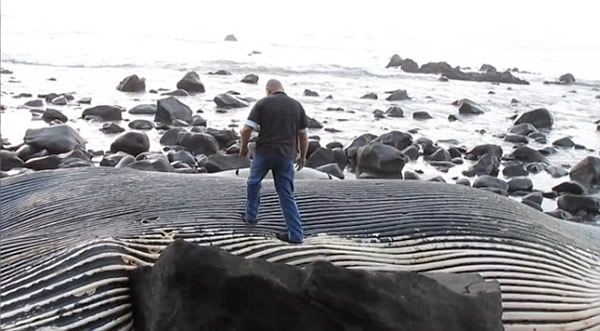 ������������������һͷ�ش�100�ֵ�����ʬ��