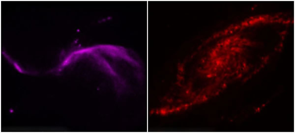 NGC 4258��ϵ���ݡ��̻��㡱