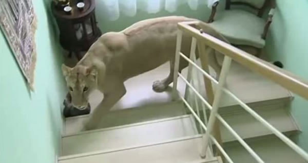 欧洲一家招待所主人饲养的母狮突然跳起将客人扑倒