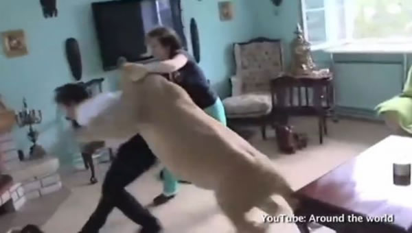 欧洲一家招待所主人饲养的母狮突然跳起将客人扑倒