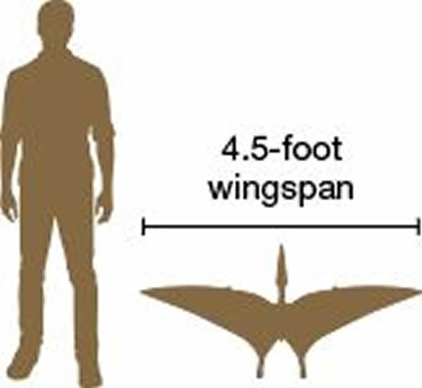 属名Kryptodrakon的这种翼手龙,飞翔在1亿6300万年前的侏㑩纪天空。
