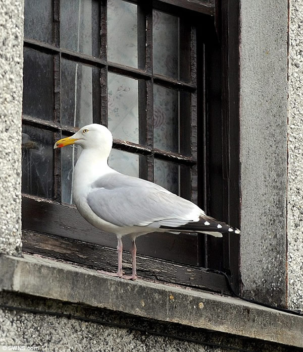 Ӣ��һ������⵽���غ�Ÿ������