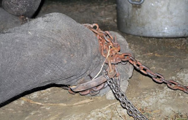 ӡ�ȱ�����һͷ����������������50�� ��Ⱥ�����ϲ����ˮ